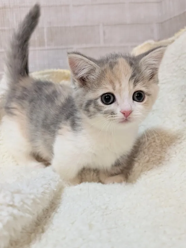 マンチカンの子猫