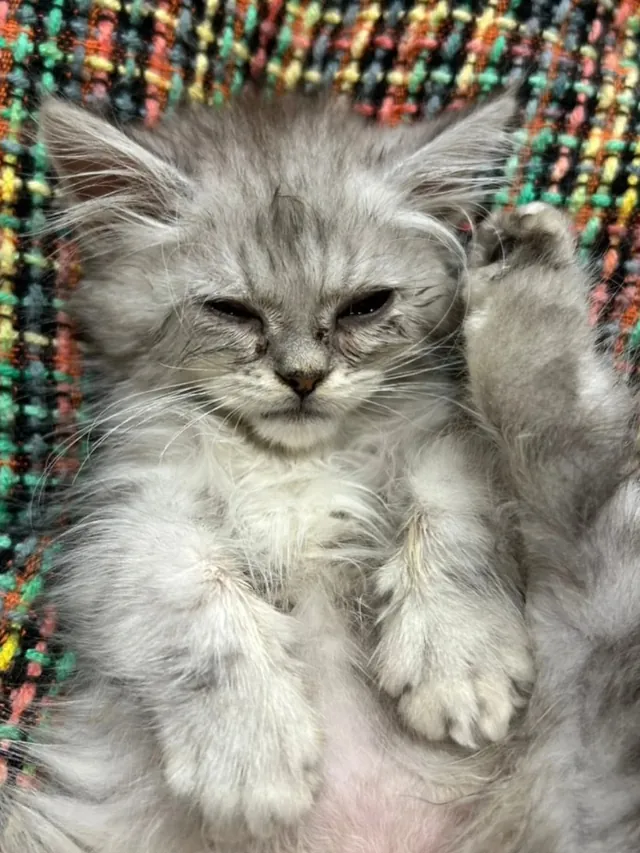 ペルシャの子猫