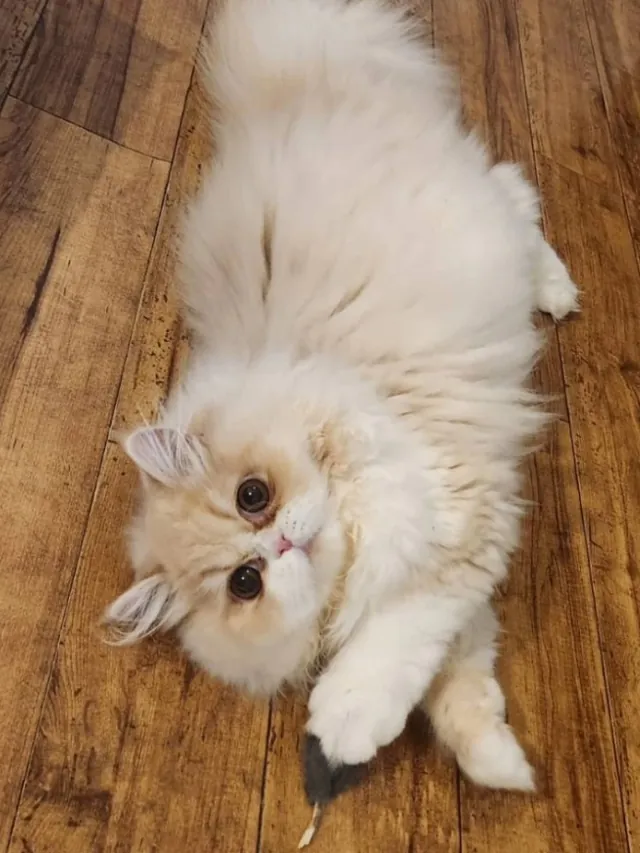 エキゾチックの猫