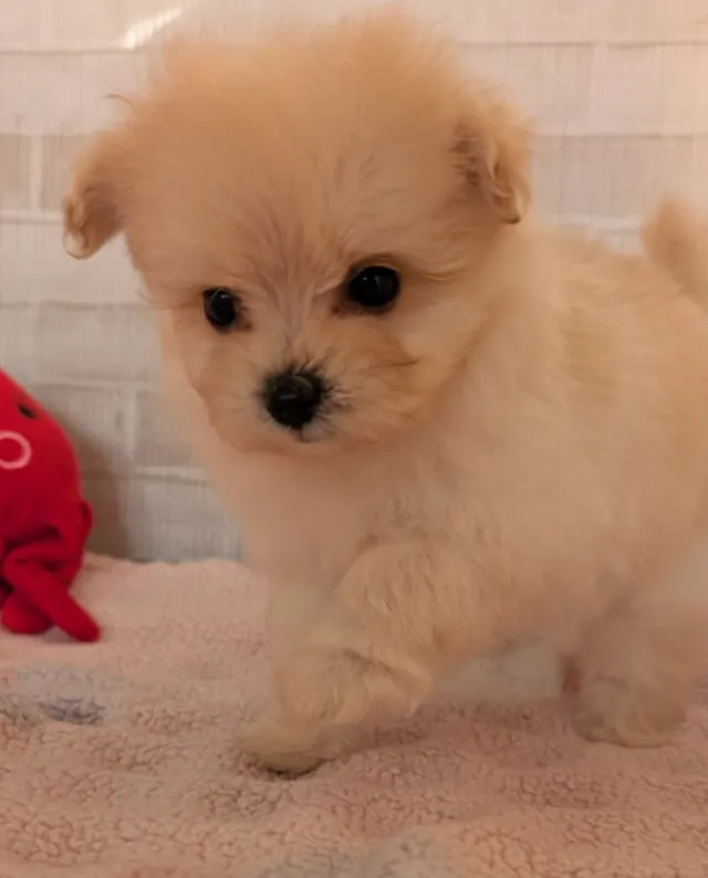 ポメプー（ポメラニアンとトイプードルのミックス）の子犬