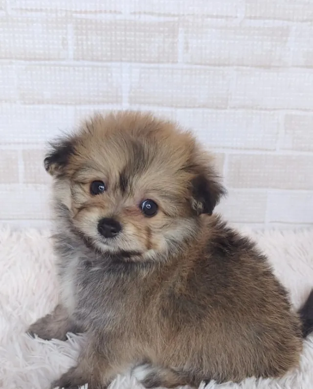 ポメション（ポメラニアンとビションフリーゼのミックス）の子犬