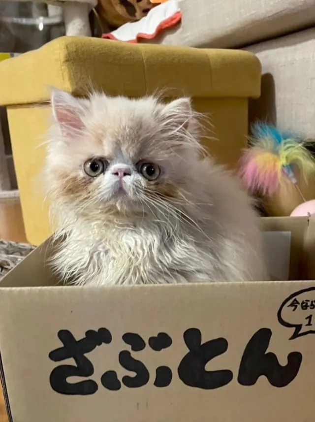 お迎え先のお家で、箱に入った子猫
